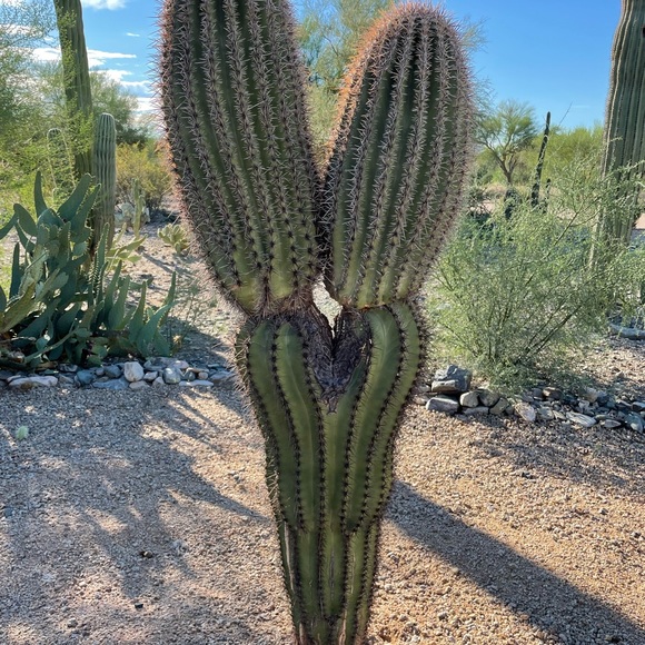 Meet your Posher - Picture 6 of 8